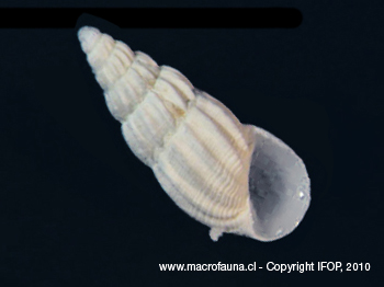 Rissoina inca