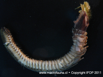 Sabellariidae