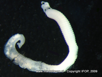 Pharyngocirrus sonomacus