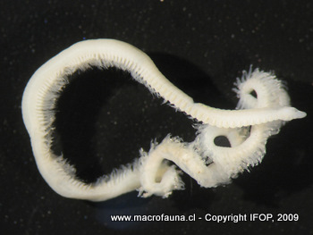 Scoloplos sp.