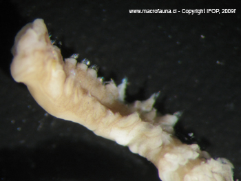 Spiochaetopterus sp.