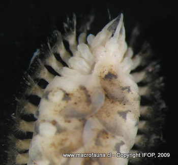 Sthenelais helenae