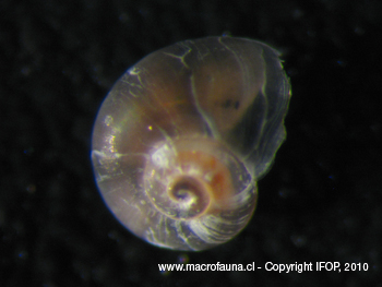 Tegula atra