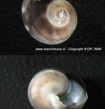 Tegula luctuosa
