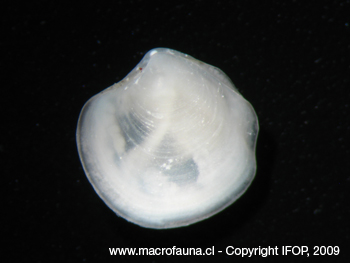 Thyasira sp.