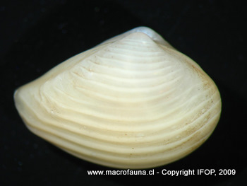 Pseudoneilonella virens