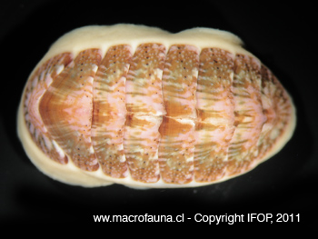 Tonicia sp.