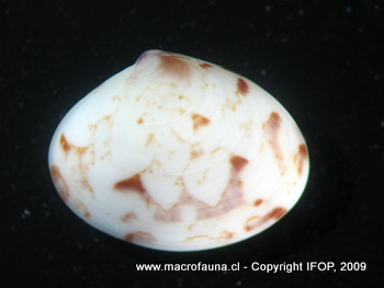 Transennella pannosa