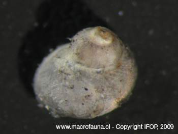 Eulithidium umbilicatum