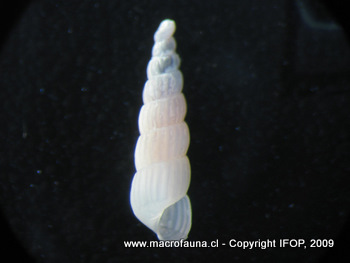 Turbonilla sp.