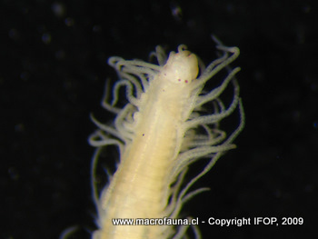 Syllis sp.