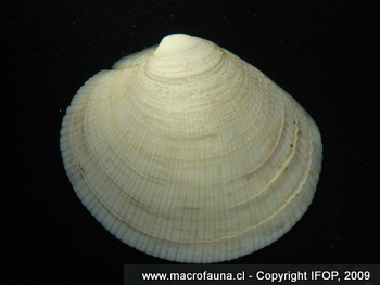 Ameghinomya antiqua