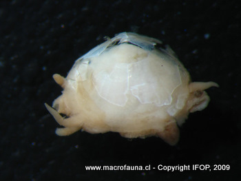 Waldo parasiticus