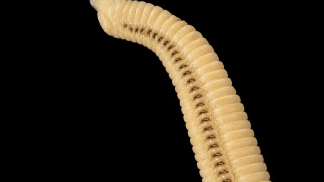 Ninoe leptognatha