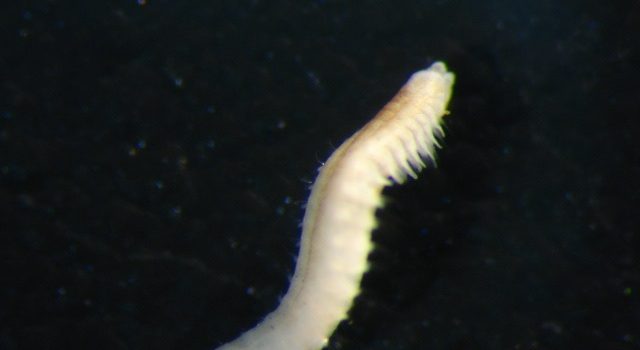 Prionospio patagonica