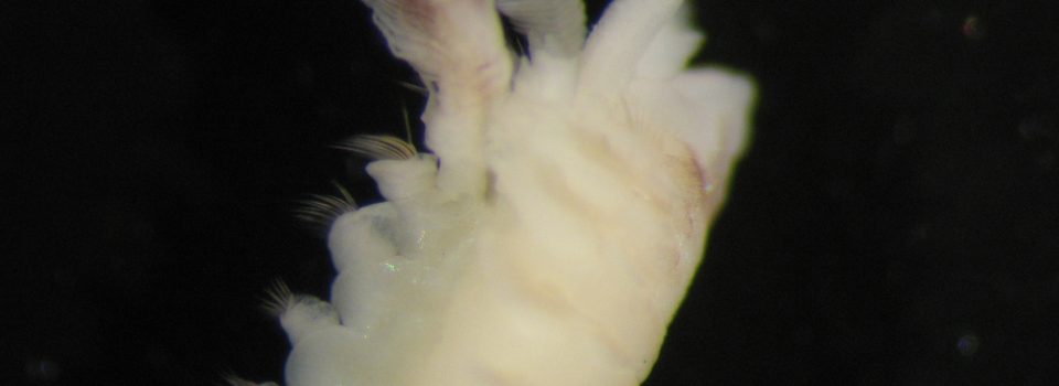 Paraprionospio pinnata
