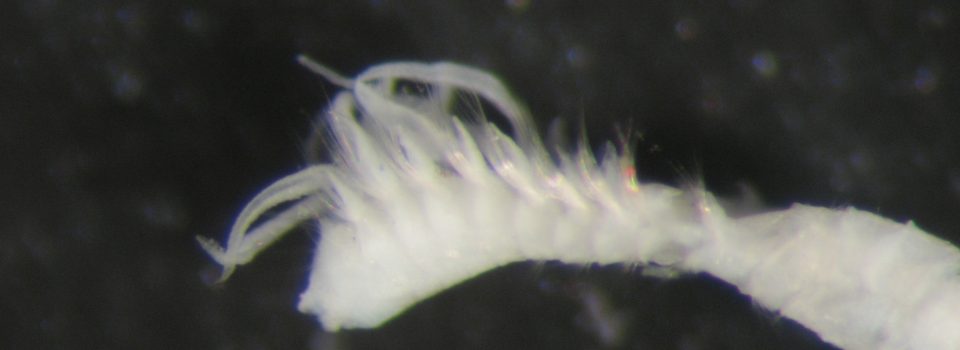 Prionospio ehlersi