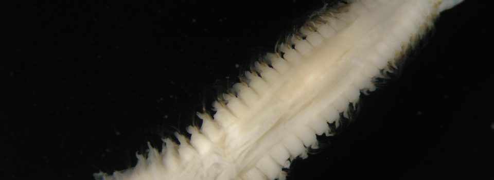Nephtys impressa