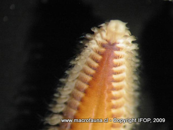 Aglaophamus peruana