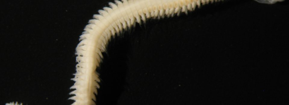 Nephtys ferruginea