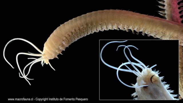 Platynereis magalhaensis