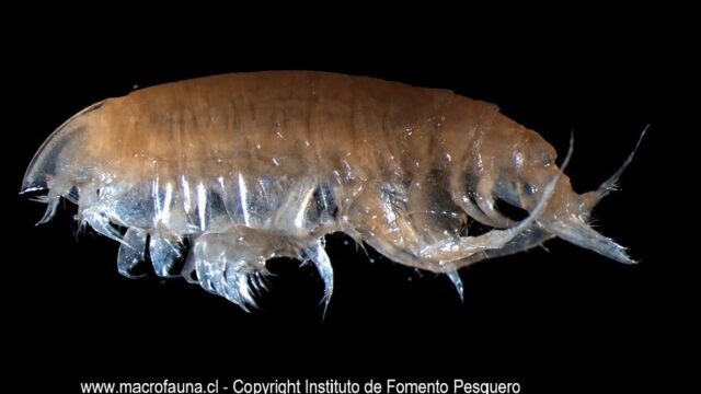 Pseudharpinia dentata