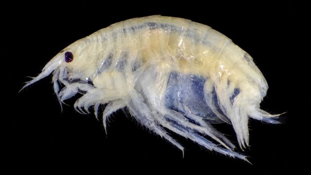 Fuegiphoxus fuegiensis