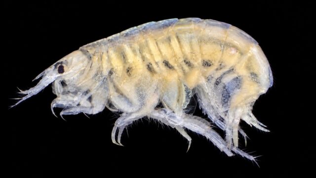 Fuegiphoxus uncinatus