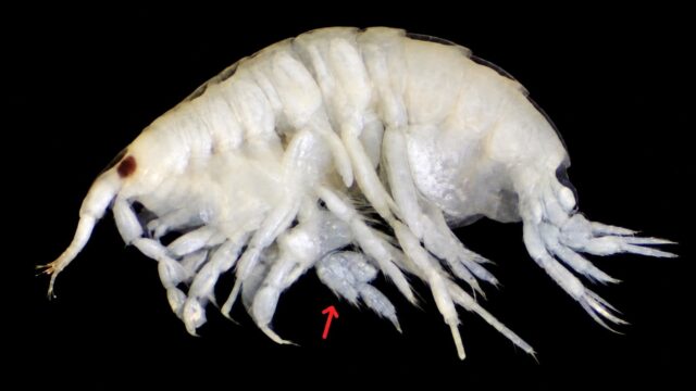 Metaharpinia longirostris