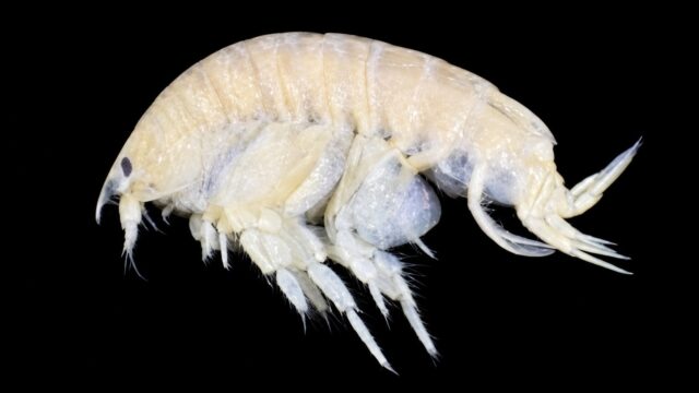 Parafoxiphalus longicarpus