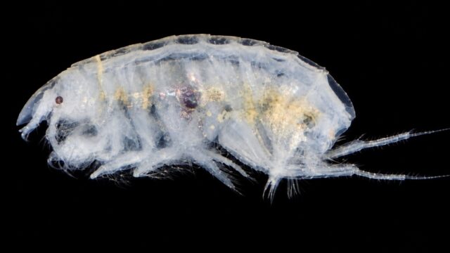 Proharpinia antipoda