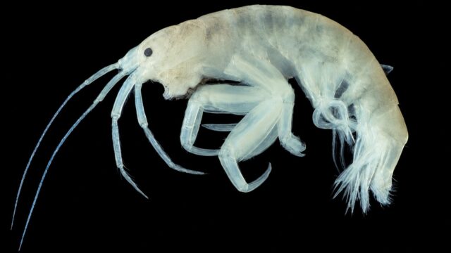 Aora maculata
