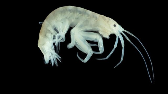 Aora maculata