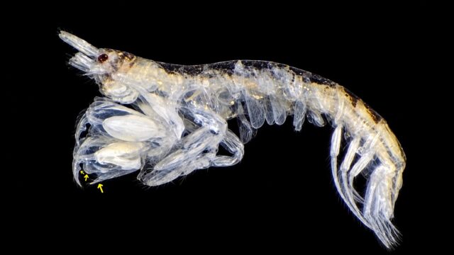 Lembos fuegiensis