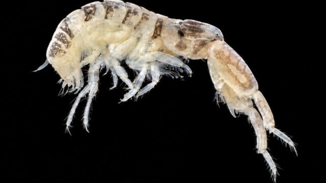 Monocorophium acherusicum