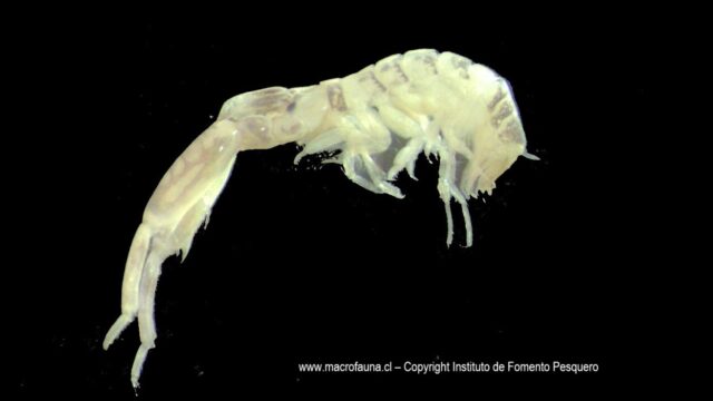 Monocorophium acherusicum