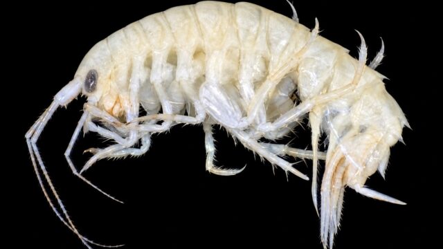 Paradexamine pacifica