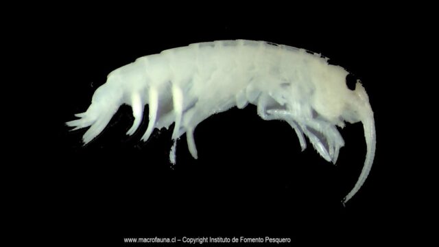 Paramoera fissicauda
