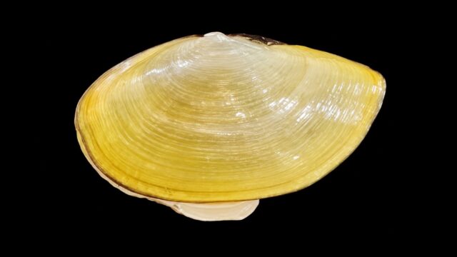 Malletia chilensis