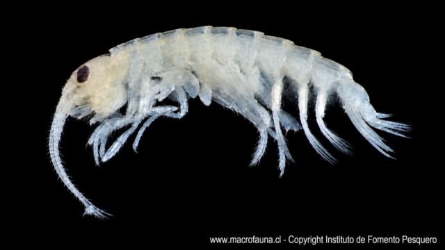 Paramoera fissicauda