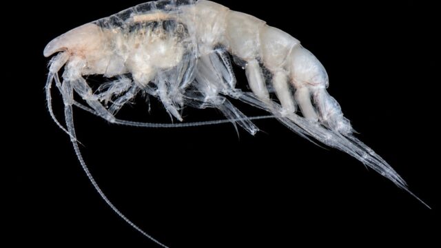 Paramonoculopsis vallentini