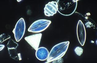 Diatomeas