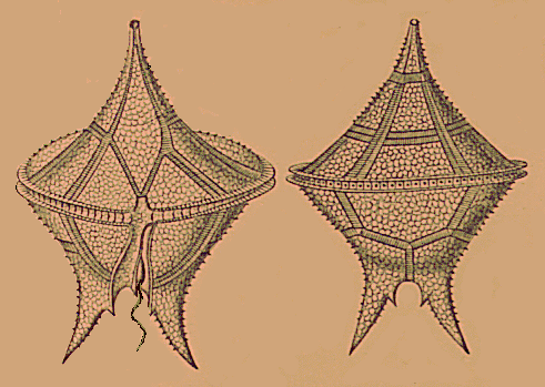 Dinoflagelados