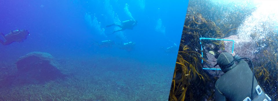 [:es]NUESTRO MAR ES UN GRAN LABORATORIO QUE DEBEMOS PROTEGER[:en] OUR SEA IS A GREAT LABORATORY THAT WE SHOULD PROTECT[:]