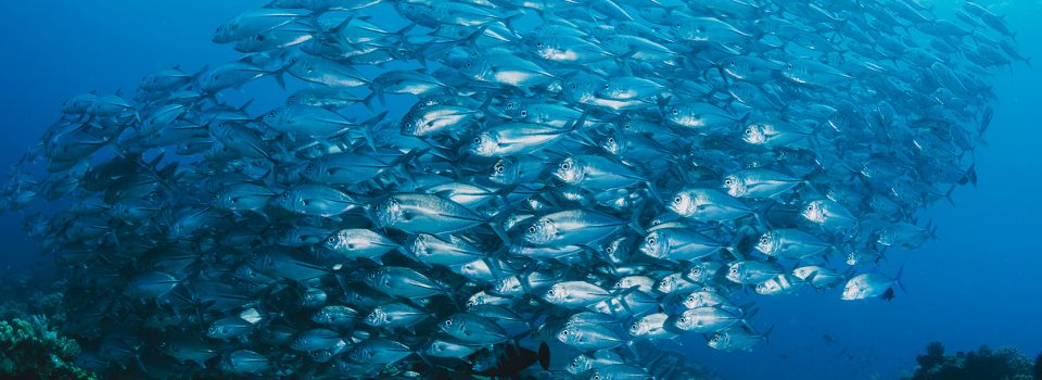 [:es]El IFOP y su rol como investigador de nuestras especies marinas[:en]The IFOP and its role as a researcher of our marine species[:]