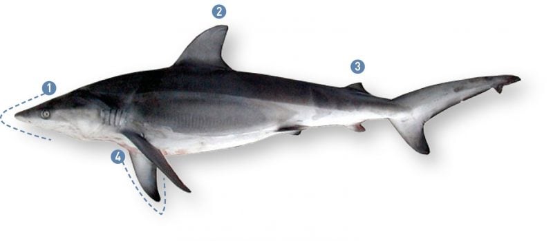 Carcharhinus galapagensis