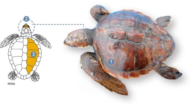 Caretta caretta