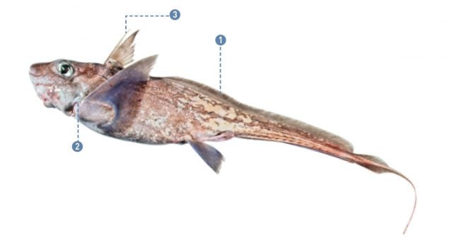 Chimaera fulva