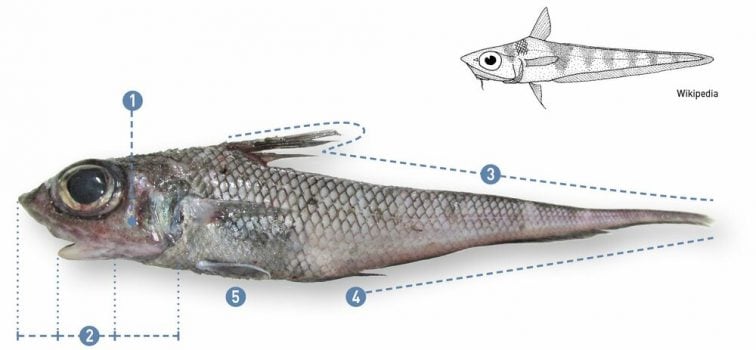 Coelorinchus fasciatus