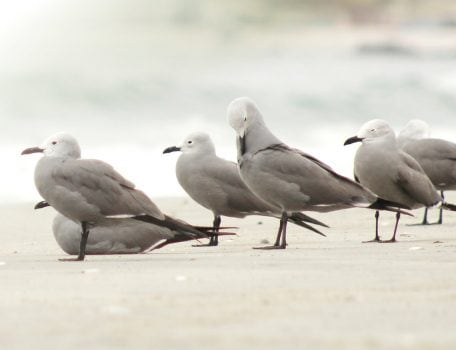 Larus modestus